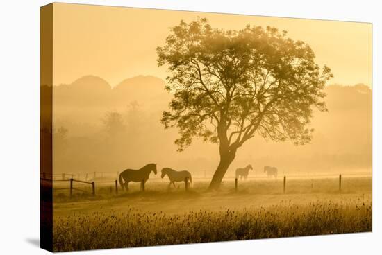 Golden Horses-Richard Guijt-Stretched Canvas