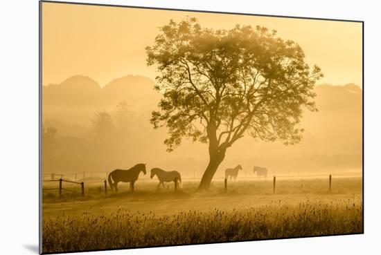 Golden Horses-Richard Guijt-Mounted Photographic Print