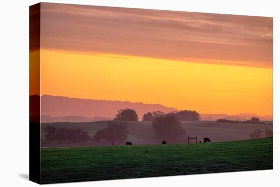 Golden Hour, Petaluma Hills, Farm Scene, Sonoma County-Vincent James-Stretched Canvas