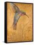 Golden Hummingbird I-Patricia Pinto-Framed Stretched Canvas