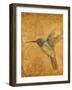 Golden Hummingbird II-Patricia Pinto-Framed Art Print