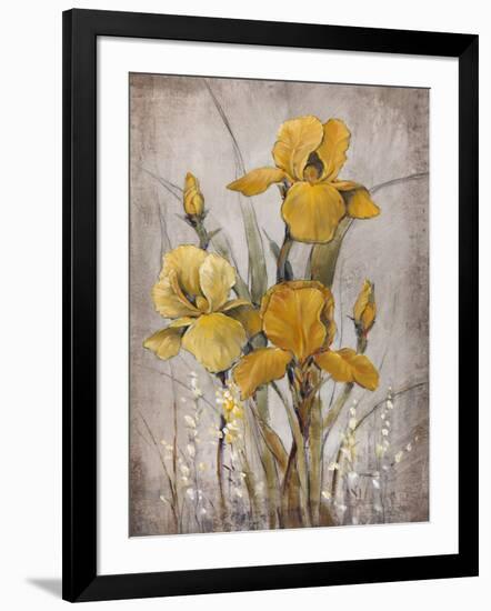 Golden Irises II-Tim O'toole-Framed Art Print