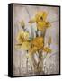 Golden Irises II-Tim O'toole-Framed Stretched Canvas