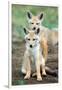 Golden jackal (Canis aureus) cubs, Ndutu, Ngorongoro Conservation Area, Tanzania-null-Framed Premium Photographic Print