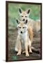 Golden jackal (Canis aureus) cubs, Ndutu, Ngorongoro Conservation Area, Tanzania-null-Framed Premium Photographic Print