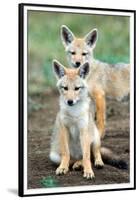 Golden jackal (Canis aureus) cubs, Ndutu, Ngorongoro Conservation Area, Tanzania-null-Framed Premium Photographic Print