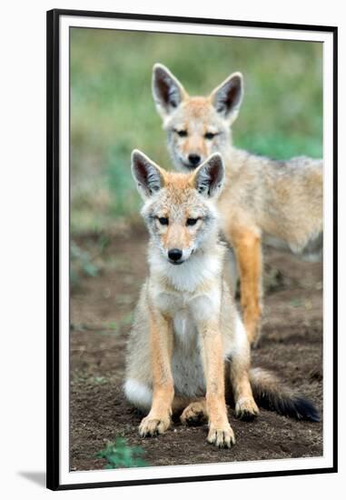 Golden jackal (Canis aureus) cubs, Ndutu, Ngorongoro Conservation Area, Tanzania-null-Framed Premium Photographic Print