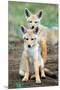 Golden jackal (Canis aureus) cubs, Ndutu, Ngorongoro Conservation Area, Tanzania-null-Mounted Premium Photographic Print