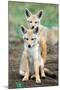 Golden jackal (Canis aureus) cubs, Ndutu, Ngorongoro Conservation Area, Tanzania-null-Mounted Photographic Print