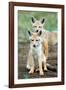 Golden jackal (Canis aureus) cubs, Ndutu, Ngorongoro Conservation Area, Tanzania-null-Framed Photographic Print