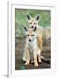 Golden jackal (Canis aureus) cubs, Ndutu, Ngorongoro Conservation Area, Tanzania-null-Framed Premium Photographic Print