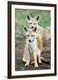 Golden jackal (Canis aureus) cubs, Ndutu, Ngorongoro Conservation Area, Tanzania-null-Framed Premium Photographic Print