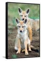 Golden jackal (Canis aureus) cubs, Ndutu, Ngorongoro Conservation Area, Tanzania-null-Framed Stretched Canvas