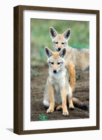 Golden jackal (Canis aureus) cubs, Ndutu, Ngorongoro Conservation Area, Tanzania-null-Framed Photographic Print