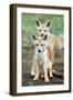 Golden jackal (Canis aureus) cubs, Ndutu, Ngorongoro Conservation Area, Tanzania-null-Framed Photographic Print