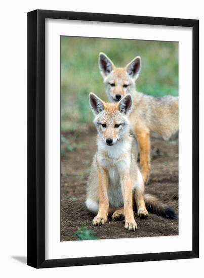 Golden jackal (Canis aureus) cubs, Ndutu, Ngorongoro Conservation Area, Tanzania-null-Framed Photographic Print