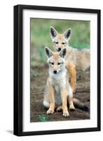 Golden jackal (Canis aureus) cubs, Ndutu, Ngorongoro Conservation Area, Tanzania-null-Framed Photographic Print