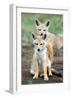 Golden jackal (Canis aureus) cubs, Ndutu, Ngorongoro Conservation Area, Tanzania-null-Framed Photographic Print