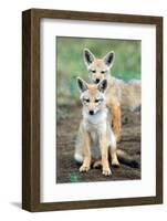 Golden jackal (Canis aureus) cubs, Ndutu, Ngorongoro Conservation Area, Tanzania-null-Framed Photographic Print