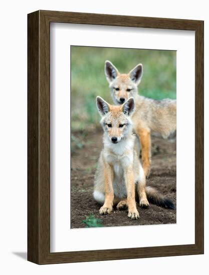 Golden jackal (Canis aureus) cubs, Ndutu, Ngorongoro Conservation Area, Tanzania-null-Framed Photographic Print