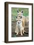 Golden jackal (Canis aureus) cubs, Ndutu, Ngorongoro Conservation Area, Tanzania-null-Framed Photographic Print