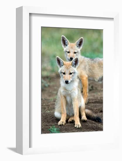 Golden jackal (Canis aureus) cubs, Ndutu, Ngorongoro Conservation Area, Tanzania-null-Framed Photographic Print