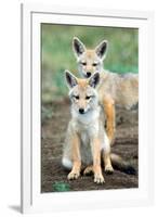 Golden jackal (Canis aureus) cubs, Ndutu, Ngorongoro Conservation Area, Tanzania-null-Framed Photographic Print