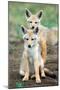 Golden jackal (Canis aureus) cubs, Ndutu, Ngorongoro Conservation Area, Tanzania-null-Mounted Premium Photographic Print