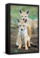 Golden jackal (Canis aureus) cubs, Ndutu, Ngorongoro Conservation Area, Tanzania-null-Framed Stretched Canvas