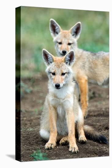 Golden jackal (Canis aureus) cubs, Ndutu, Ngorongoro Conservation Area, Tanzania-null-Stretched Canvas