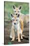 Golden jackal (Canis aureus) cubs, Ndutu, Ngorongoro Conservation Area, Tanzania-null-Stretched Canvas