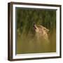 Golden jackal (Canis aureus) howling in grassland. Danube Delta, Romania, May-Loic Poidevin-Framed Photographic Print