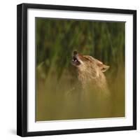 Golden jackal (Canis aureus) howling in grassland. Danube Delta, Romania, May-Loic Poidevin-Framed Photographic Print