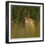 Golden jackal (Canis aureus) howling in grassland. Danube Delta, Romania, May-Loic Poidevin-Framed Photographic Print