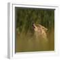 Golden jackal (Canis aureus) howling in grassland. Danube Delta, Romania, May-Loic Poidevin-Framed Photographic Print