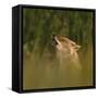 Golden jackal (Canis aureus) howling in grassland. Danube Delta, Romania, May-Loic Poidevin-Framed Stretched Canvas