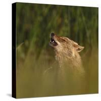 Golden jackal (Canis aureus) howling in grassland. Danube Delta, Romania, May-Loic Poidevin-Stretched Canvas