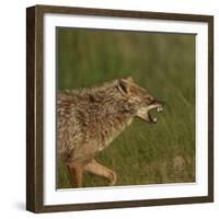 Golden jackal (Canis aureus) snarling. Danube Delta, Romania. May.-Loic Poidevin-Framed Photographic Print