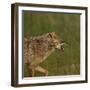 Golden jackal (Canis aureus) snarling. Danube Delta, Romania. May.-Loic Poidevin-Framed Photographic Print