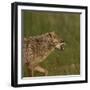 Golden jackal (Canis aureus) snarling. Danube Delta, Romania. May.-Loic Poidevin-Framed Photographic Print