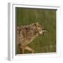 Golden jackal (Canis aureus) snarling. Danube Delta, Romania. May.-Loic Poidevin-Framed Photographic Print