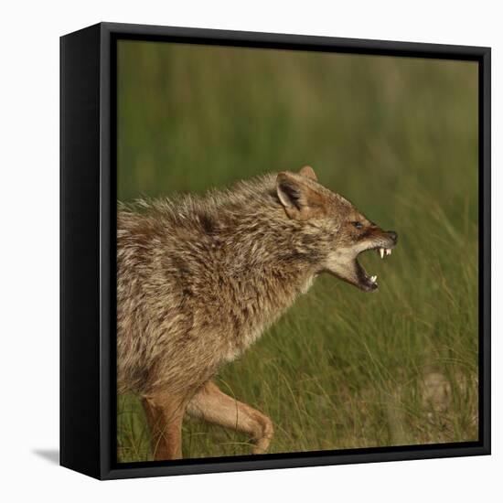 Golden jackal (Canis aureus) snarling. Danube Delta, Romania. May.-Loic Poidevin-Framed Stretched Canvas