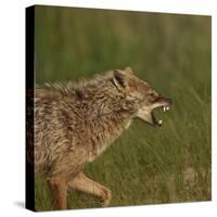 Golden jackal (Canis aureus) snarling. Danube Delta, Romania. May.-Loic Poidevin-Stretched Canvas
