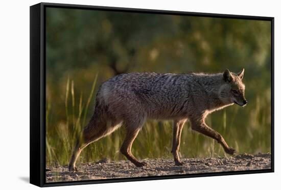 Golden jackal (Canis aureus) walking on sand. Danube Delta, Romania, May-Loic Poidevin-Framed Stretched Canvas