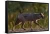 Golden jackal (Canis aureus) walking on sand. Danube Delta, Romania, May-Loic Poidevin-Framed Stretched Canvas