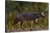 Golden jackal (Canis aureus) walking on sand. Danube Delta, Romania, May-Loic Poidevin-Stretched Canvas