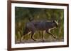 Golden jackal (Canis aureus) walking on sand. Danube Delta, Romania, May-Loic Poidevin-Framed Photographic Print