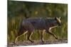 Golden jackal (Canis aureus) walking on sand. Danube Delta, Romania, May-Loic Poidevin-Mounted Photographic Print