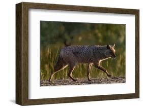 Golden jackal (Canis aureus) walking on sand. Danube Delta, Romania, May-Loic Poidevin-Framed Photographic Print