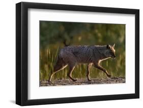 Golden jackal (Canis aureus) walking on sand. Danube Delta, Romania, May-Loic Poidevin-Framed Photographic Print